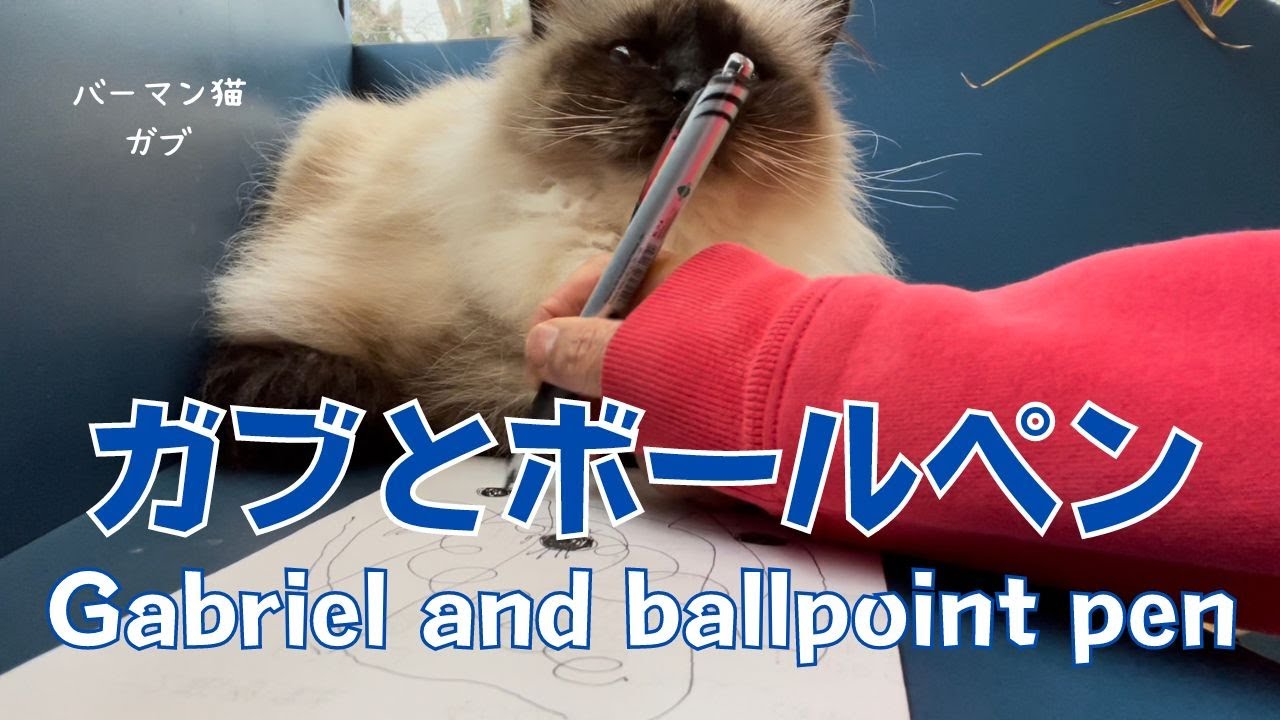 バーマン猫ガブ【ガブとボールペン】Gabriel and ballpoint pen（バーマン猫）Birman/Cat