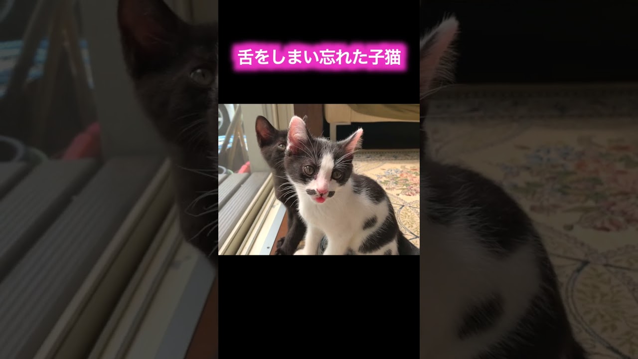 舌をしまい忘れた子猫