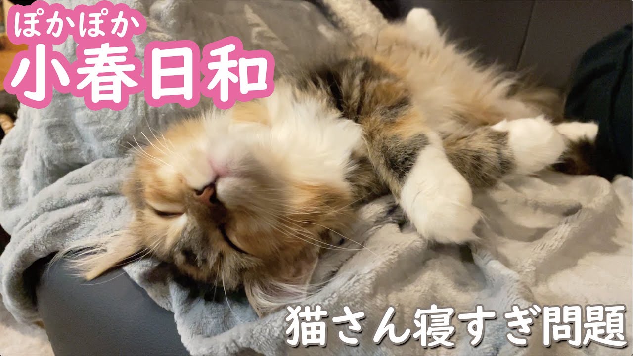 【メインクーン】おやぢのところでもっとお昼寝してください【子猫】