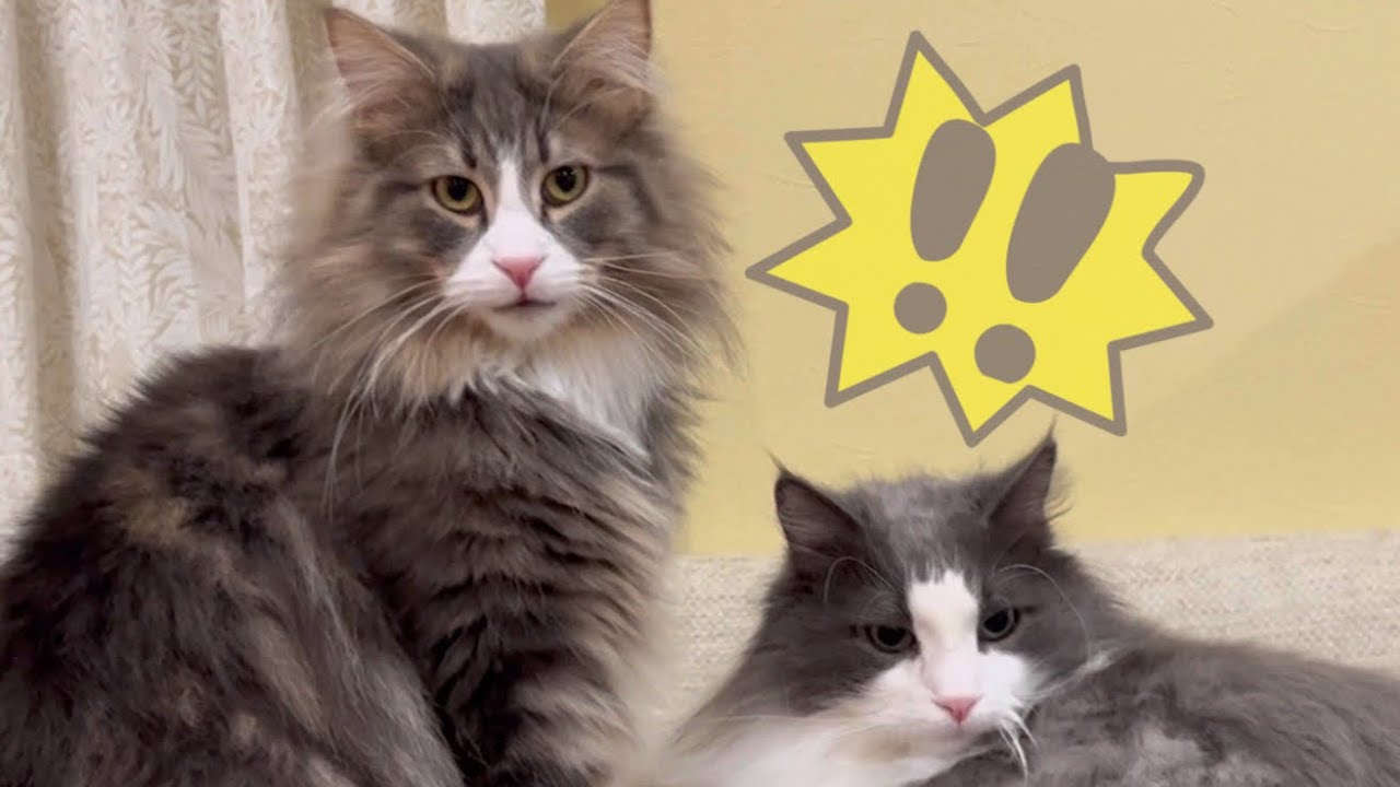 【のほほ〜んな日常】自由気ままなもふ猫たち❤︎ノルウェージャンフォレストキャットとターキッシュアンゴラ