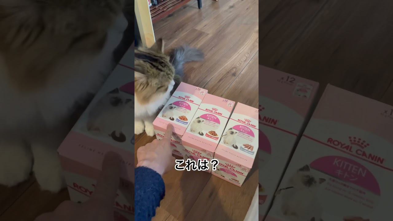 サイベリアンの子猫にどのロイヤルカナンが良いか聞いてみた#shorts