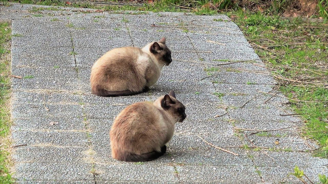 瓜二つの２匹の野良シャム猫に近づいたら１匹が直ぐに懐いてくれた