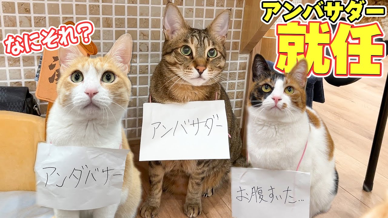 うちの猫たちが国内最大級イベントのアンバサダーになっちゃうらしい...?!