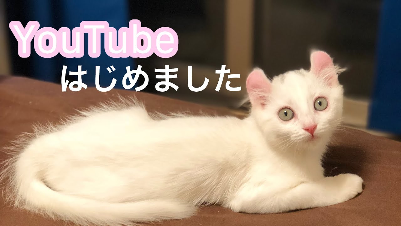 YouTubeはじめました【アメリカンカール】【ノルウェージャンフォレストキャット】【猫】