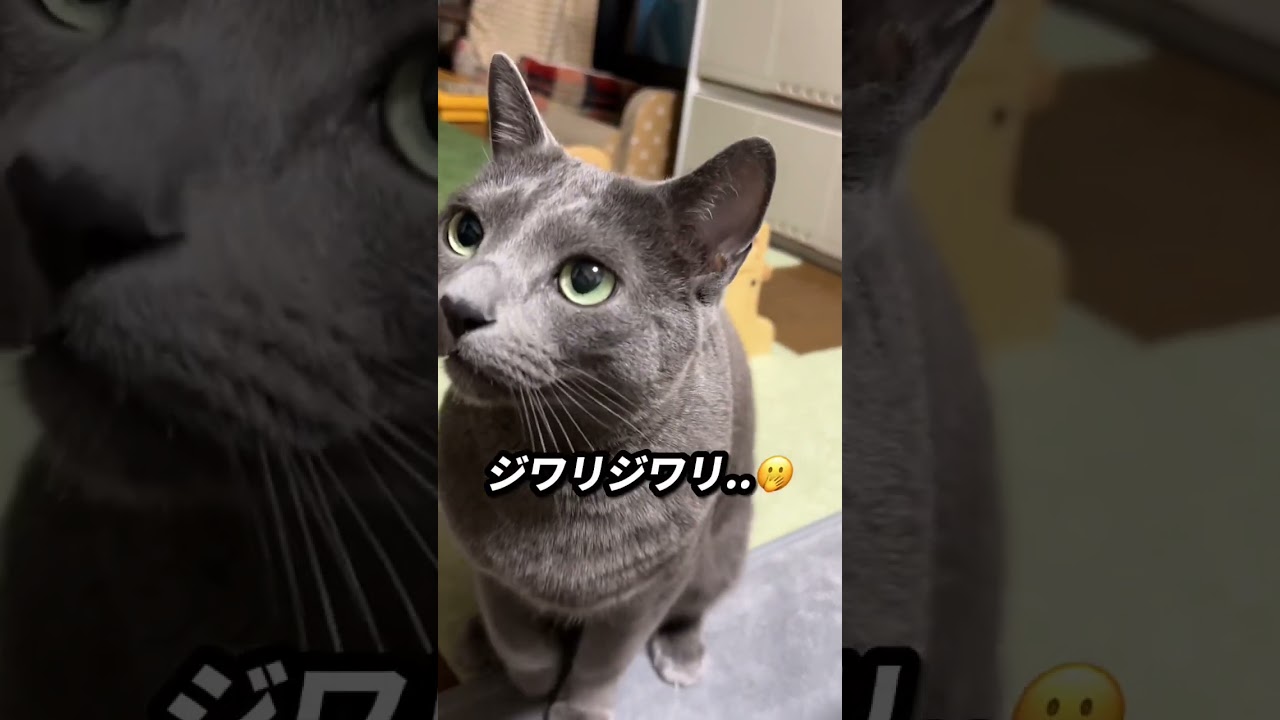 【ロシアンブルー】今朝のめろん、ジワリジワリ来ます🤭【猫】#shorts