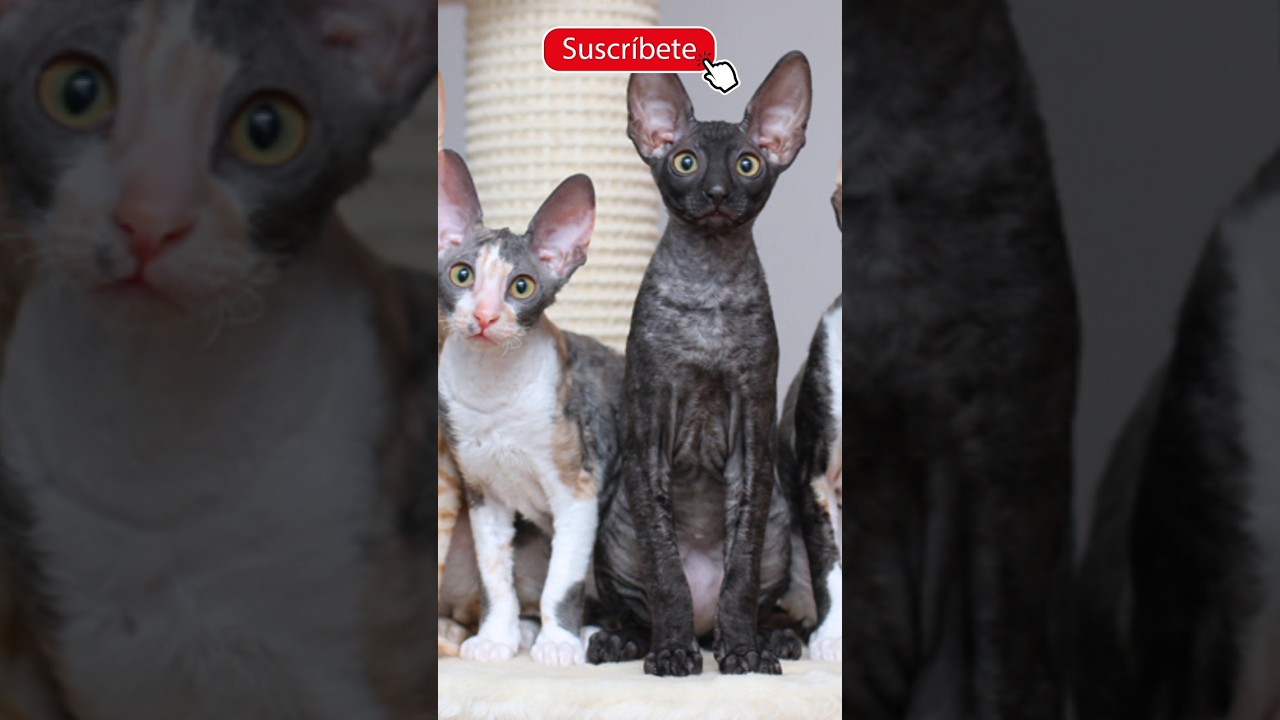 🐱 Gato Cornish Rex🐈Gatos Graciosos y hermosos 😍