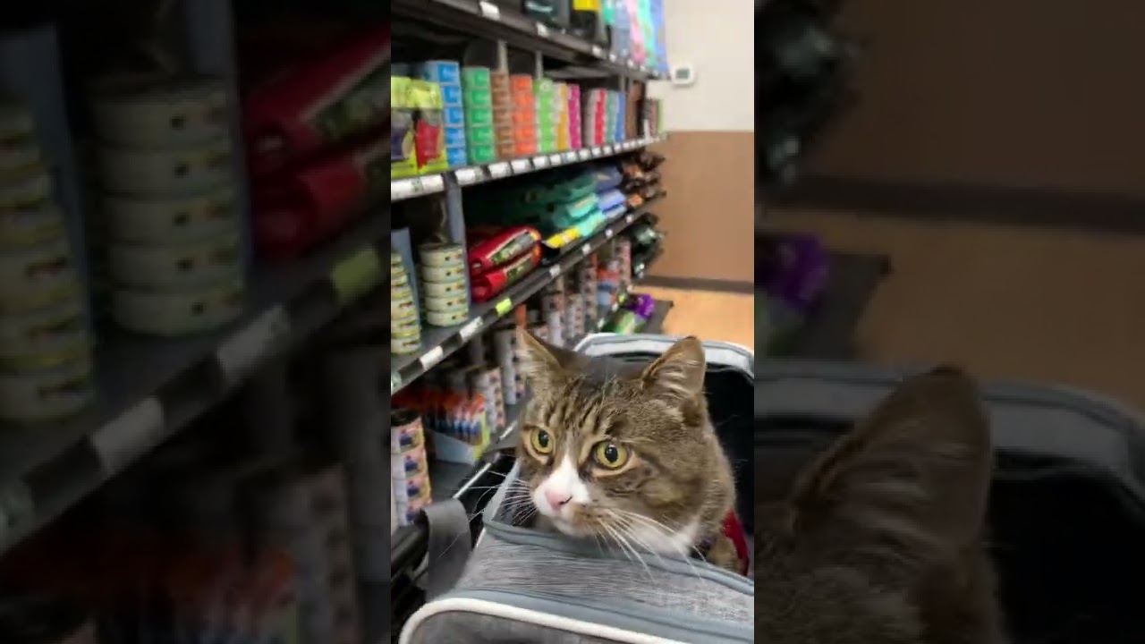 Manx cat shopping.