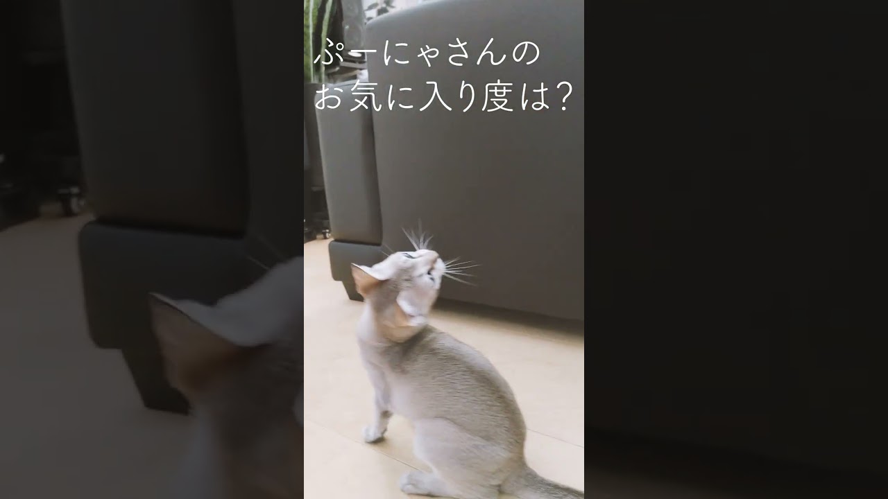 【猫のおもちゃ】DAISO￥200商品のねこじゃらし、お気に入り度は？#シンガプーラ#遊び#100均#shorts