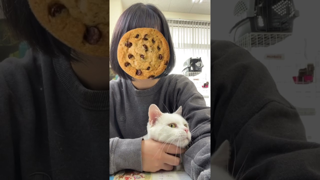 スタッフに撫でられてご機嫌なアメリカンショートヘア「大福」🐱 #ペットモデル #ペットモデル大募集 #動物プロダクション #タレント猫 #アメリカンショートヘア