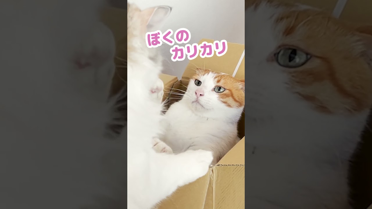 食べ物で喧嘩する猫達がコチラ #Shorts