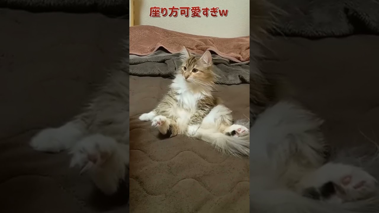 座り方が可愛すぎる猫♥ #shorts #かわいい #ノルウェージャンフォレストキャット