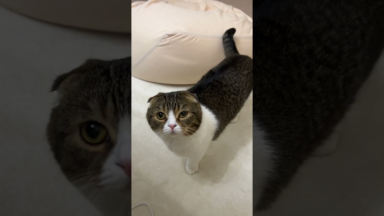 猫が話しかけてきた！