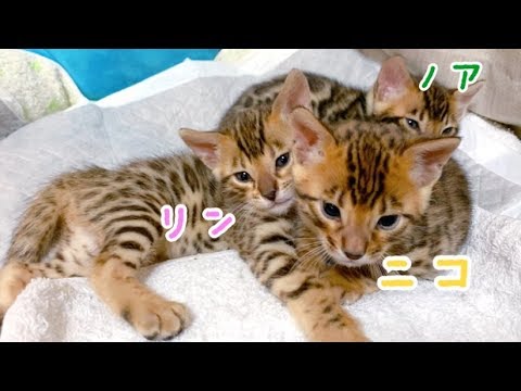 生後2ヶ月のヤンチャしだしたばかりのベンガル三兄弟