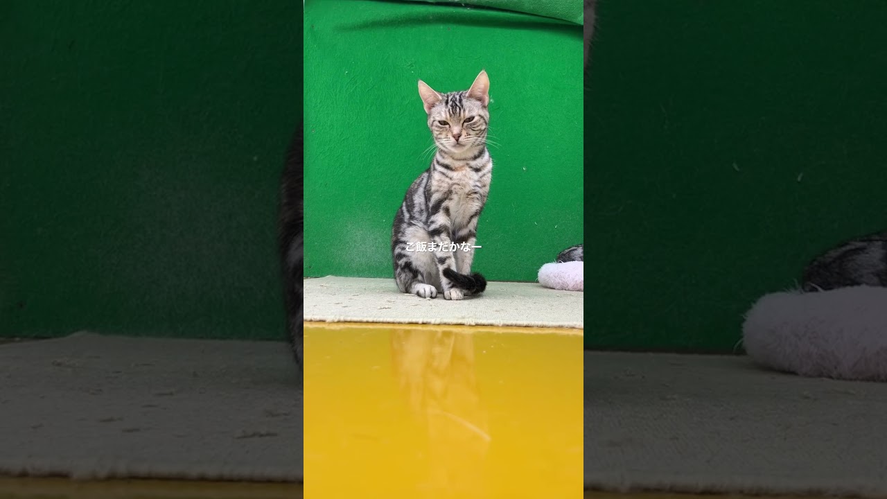 ご飯まだ？ #shorts #猫 #アメリカンショートヘア #ねむ#ペットモデル大募集