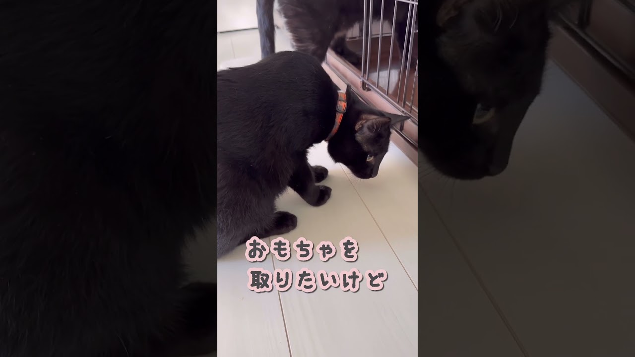 おもちゃを取ろうと全力で腕を伸ばしたら違う所まで伸びてしまった猫。