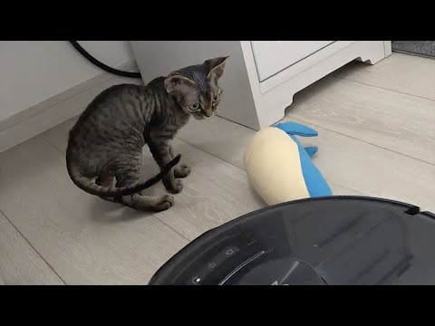 お兄ちゃんの愛用物を全部試したいデボン子猫です（Devon rex  kitten who wants to try all of his brother's favorite toys.)