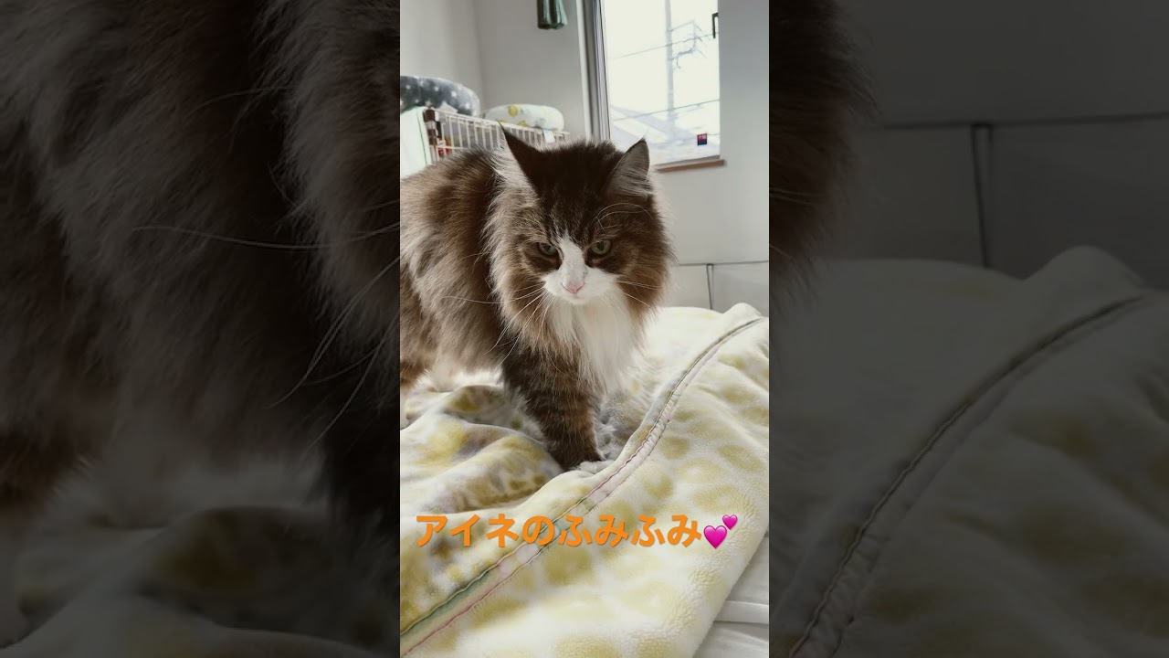 #shorts #ノルウェージャンフォレストキャット #cat #cats #大型猫 #猫 #ねこと暮らす #ノル猫5にゃんねる#ノルウェーの森の猫たち