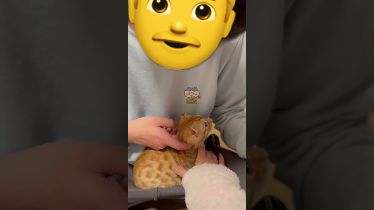 ごろごろタイム🤍🐈 #キンカロー #猫 #子猫 #猫のいる暮らし #cat #catlover #catvideos #고양이 #catlovers #catvideo