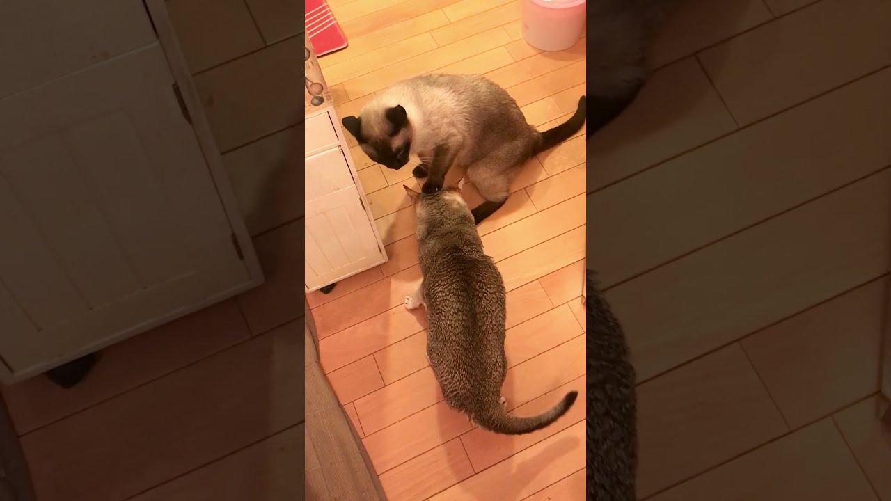 ペロペロしまくりたいシンガプーラとされたくないたぬき猫の攻防戦なのにゃ♪