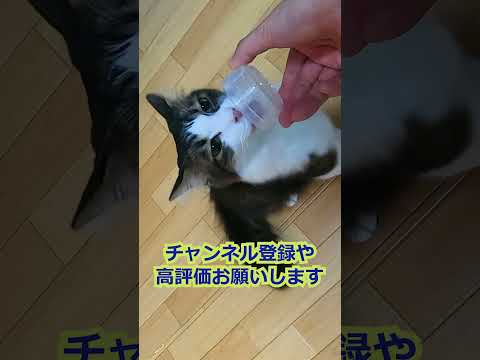 メインクーンに似たオヤツハンター・ルイ飯テロ動画（保護猫カフェキャットスペース）中崎町　A cat resembling a Maine Coon steals treats