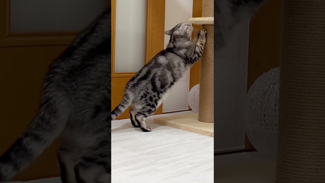 獣の血が騒ぐの #shorts