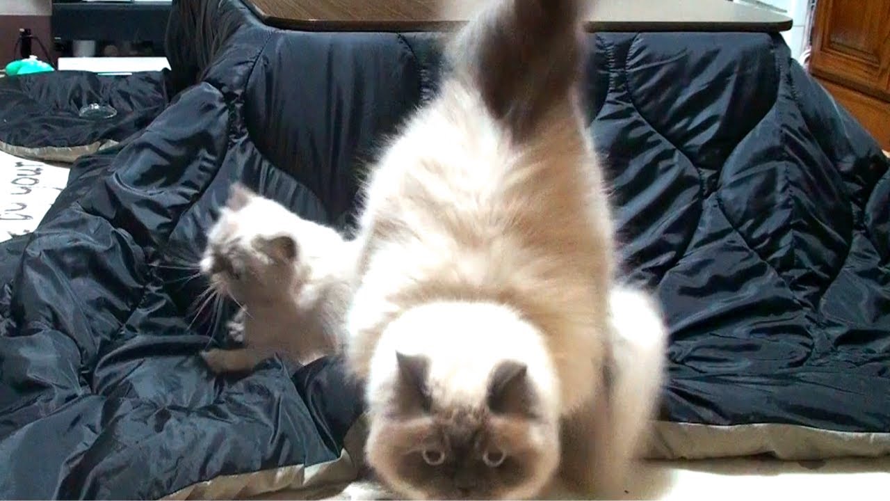こたつは猫のテンションが上がります【ヒマラヤン猫】