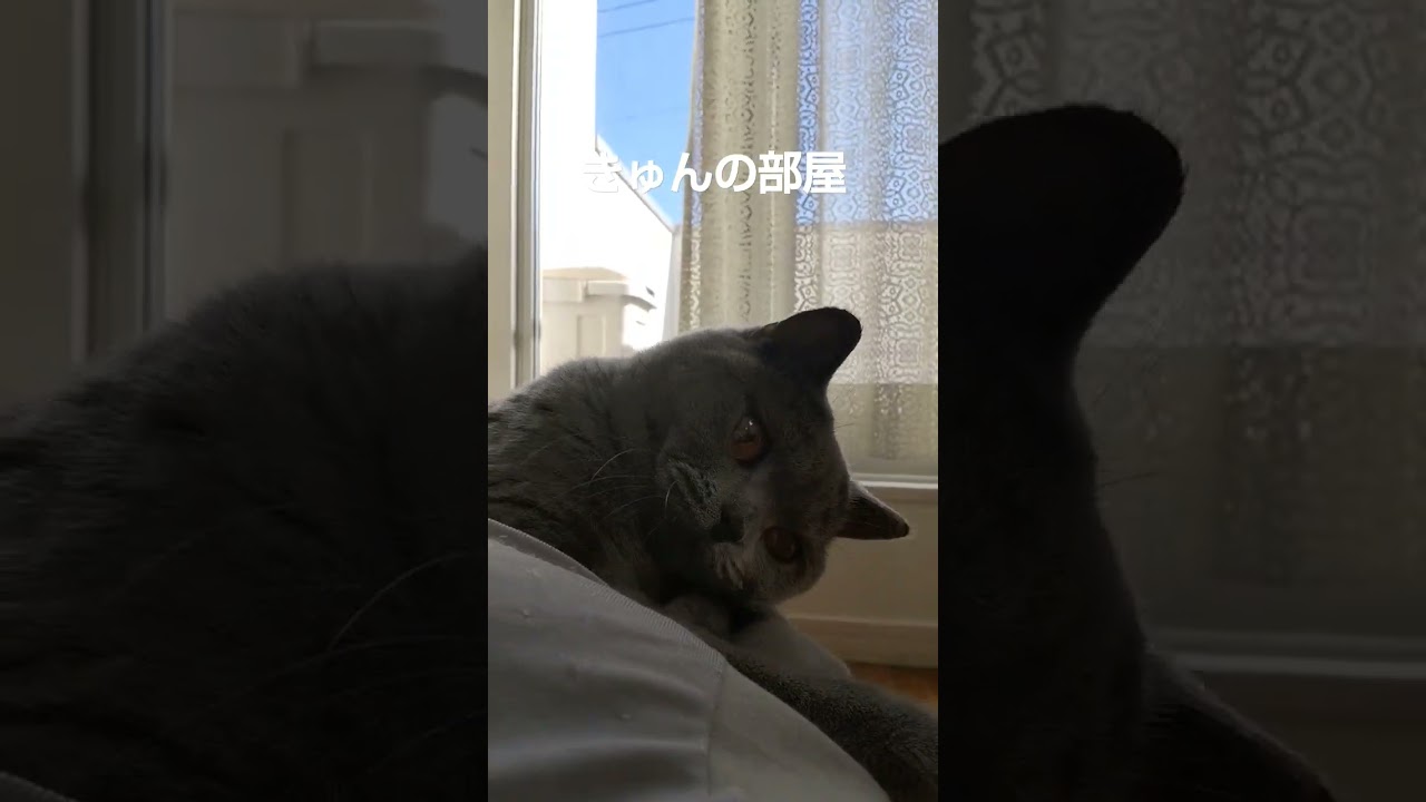 昼間のにゃんこ#ブリティッシュショートヘア #猫 #shorts