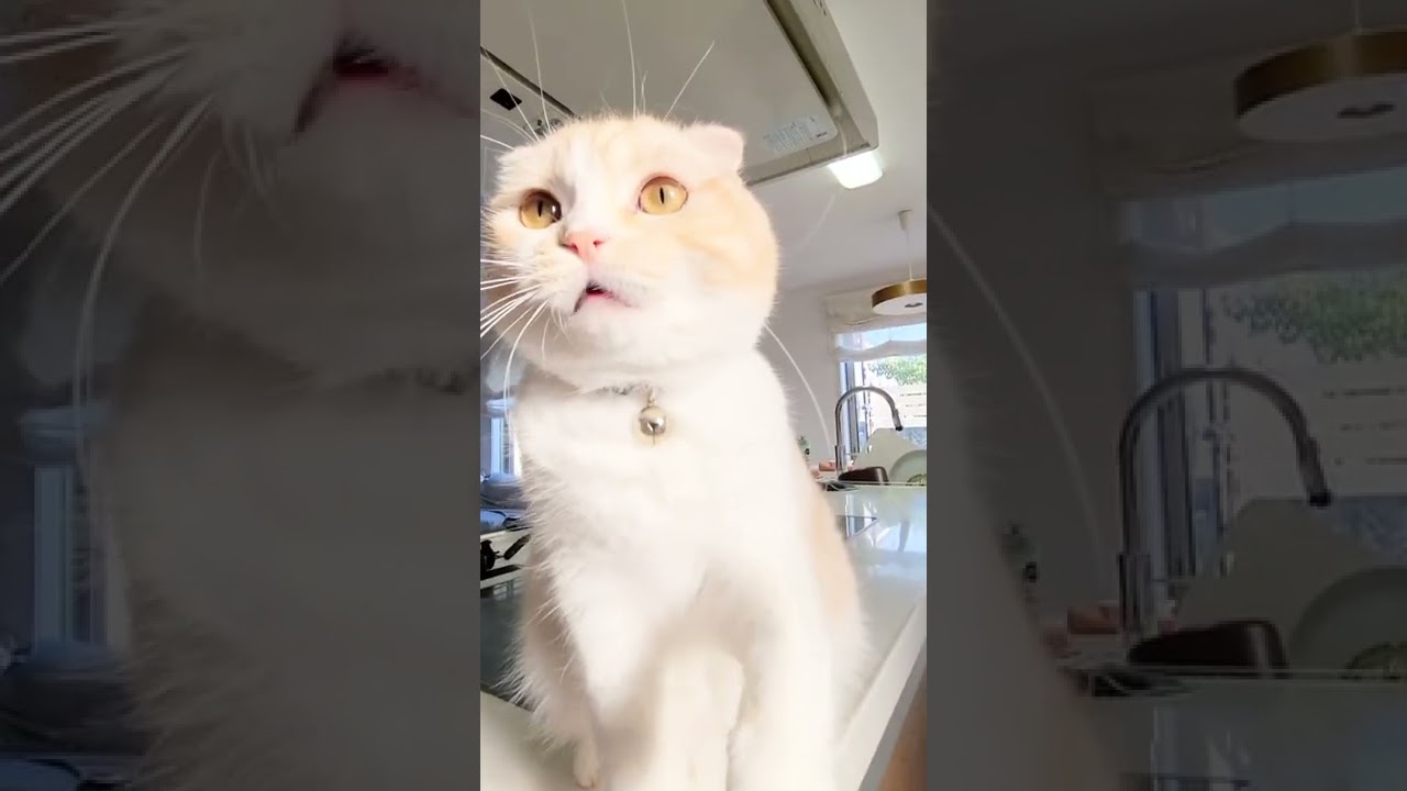 お腹が空いたとしゃべる子猫がかわいい #Shorts