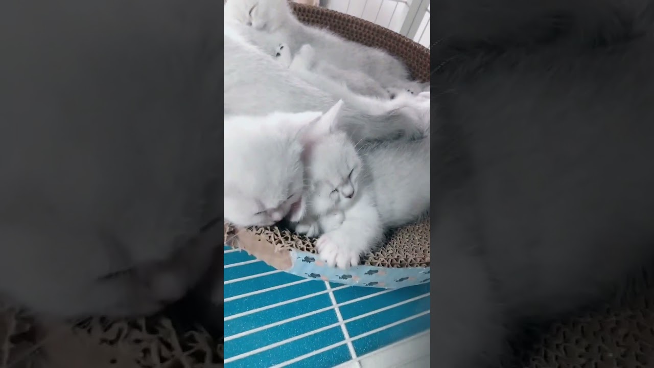 哀れな子猫を見つけて、食べ物をあげましょう #Shorts