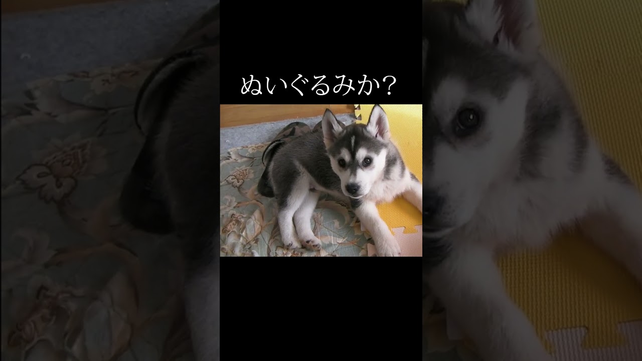 かわいすぎて悶絶する動画 #shorts #犬 #husky