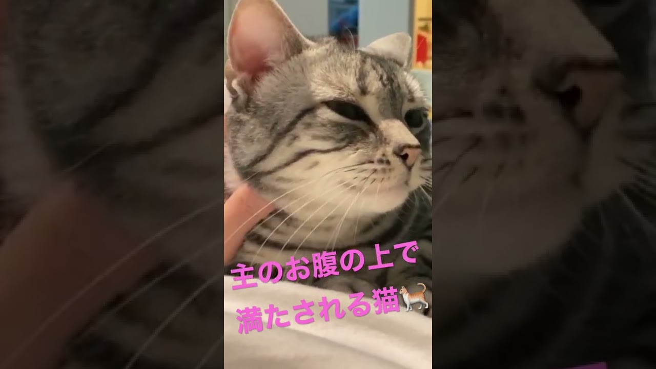 甘える猫#ねこ #猫 #cat #アメリカンショートヘア
