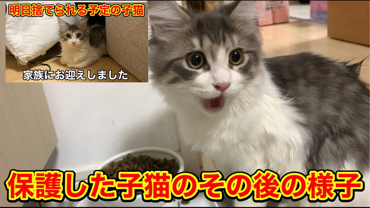 保護した子猫のその後…【メインクーン】