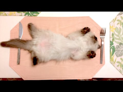 机で大の字で寝るヒマラヤン（再掲）