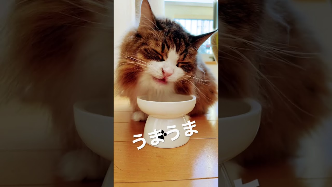 朝のカリカリ#shorts #cat #cats #ノルウェージャンフォレストキャット #大型猫 #ねこと暮らす #猫 #norwegian