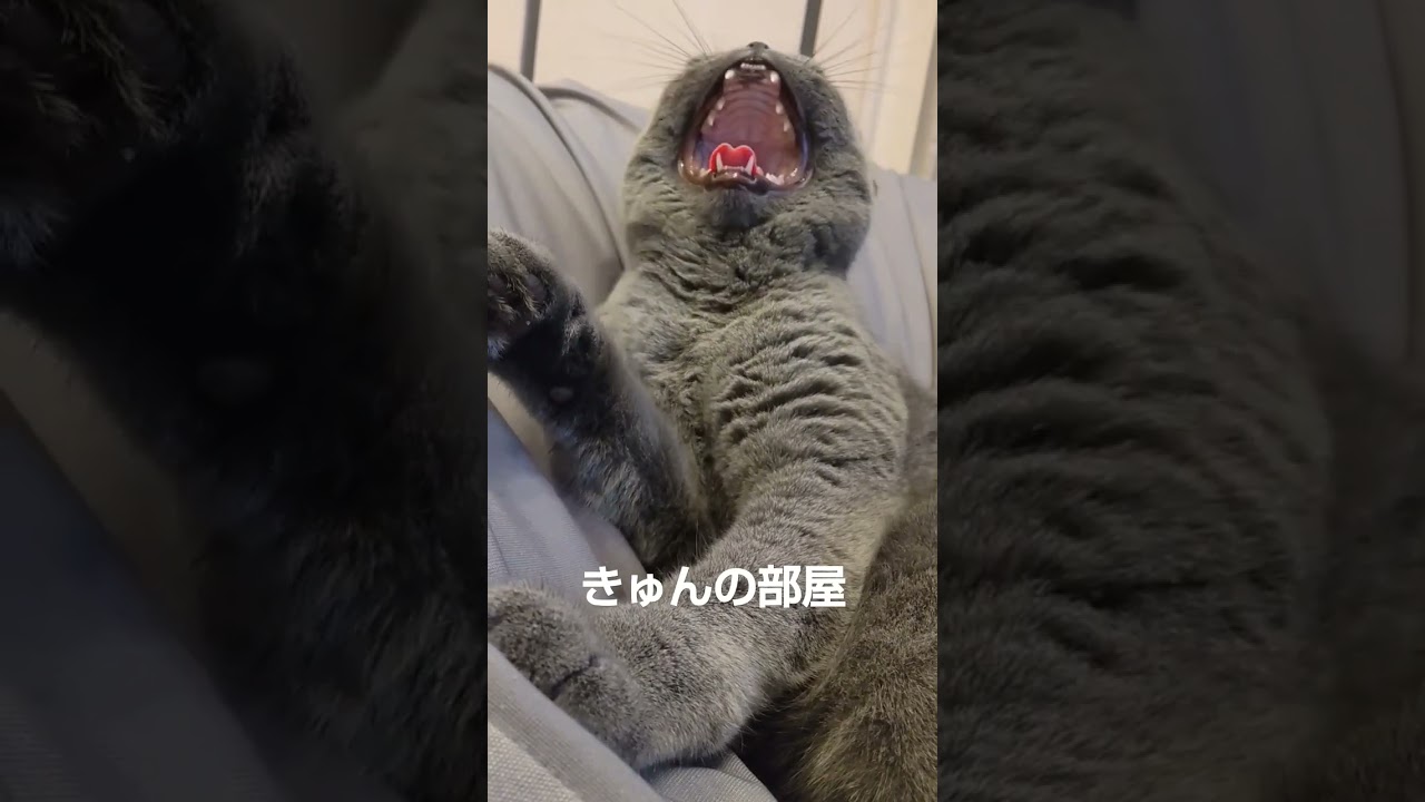 大あくびと顔お手入れ#ブリティッシュショートヘア #shorts #ねこ#猫 #あくび #お手入れ