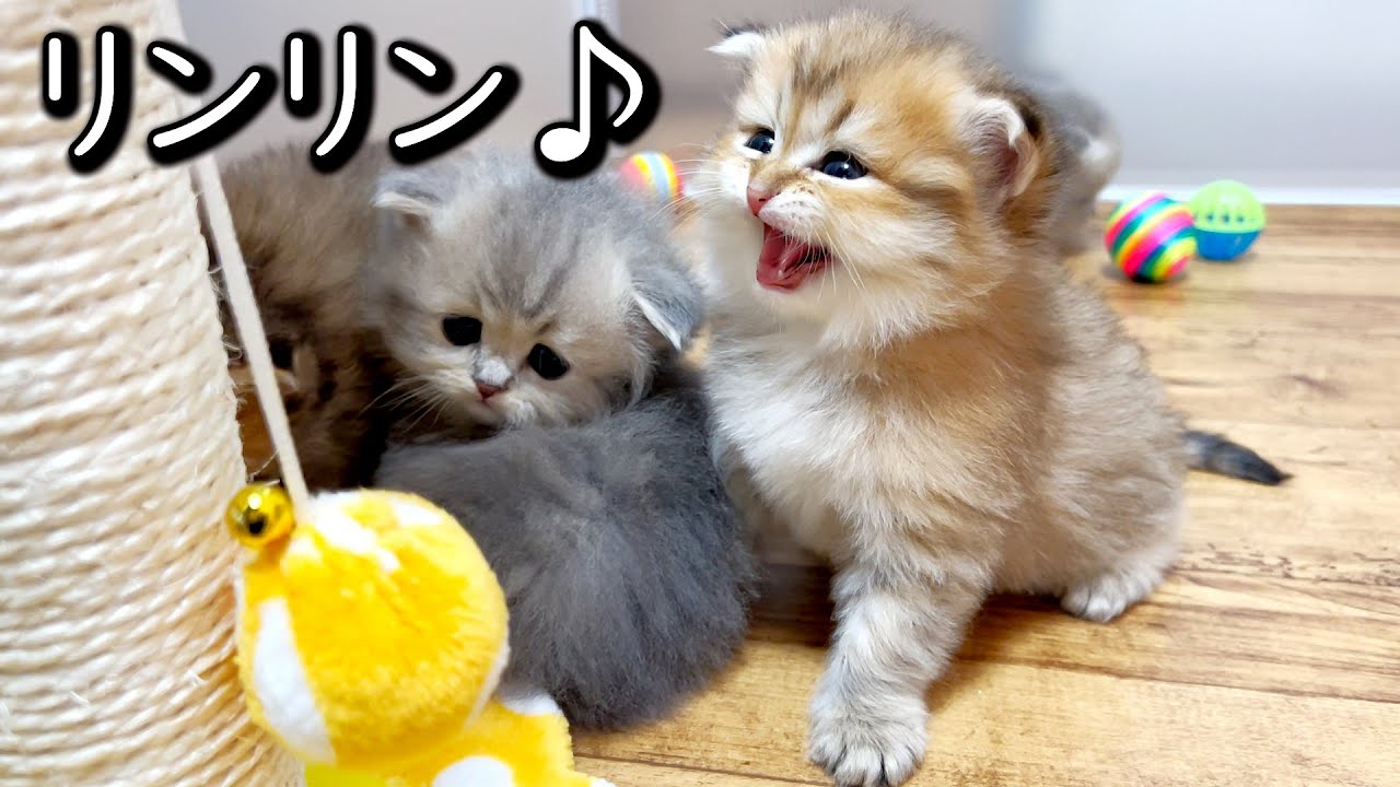 【ペルシャの子猫】リンリン♪鳴らしまくってみた件 ∼猫のいる生活Vol.642∼ 出産動画 マンチカン短足・ミヌエット・ペルシャ猫専門ブリーダー『ペット蔵人』【子猫の成長記録】