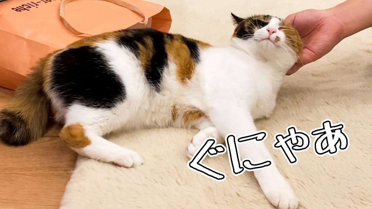 飼い主のなでなでが気持ちよすぎたねこがぐにゃぐにゃすぎる。