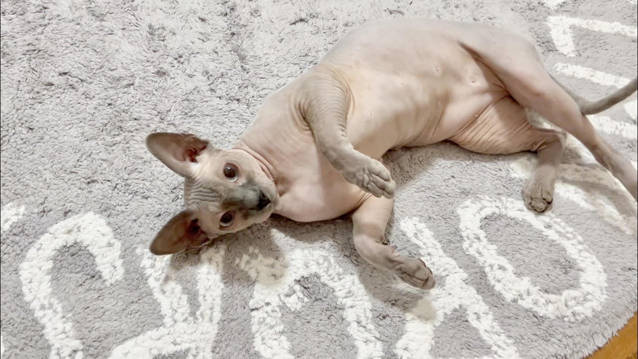毛のない猫のあざと可愛いマイブームw w【スフィンクス猫】