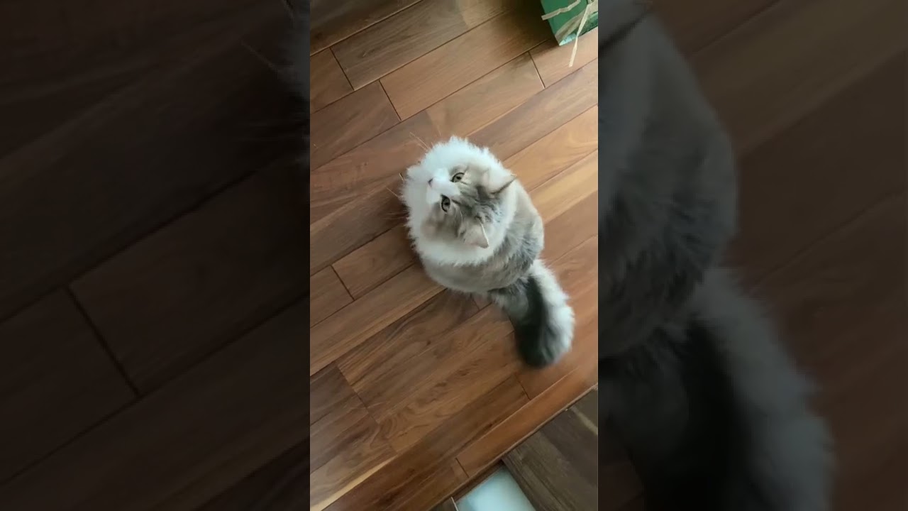 うちの猫のおはようが可愛い😹【ノルウェージャンフォレストキャット】