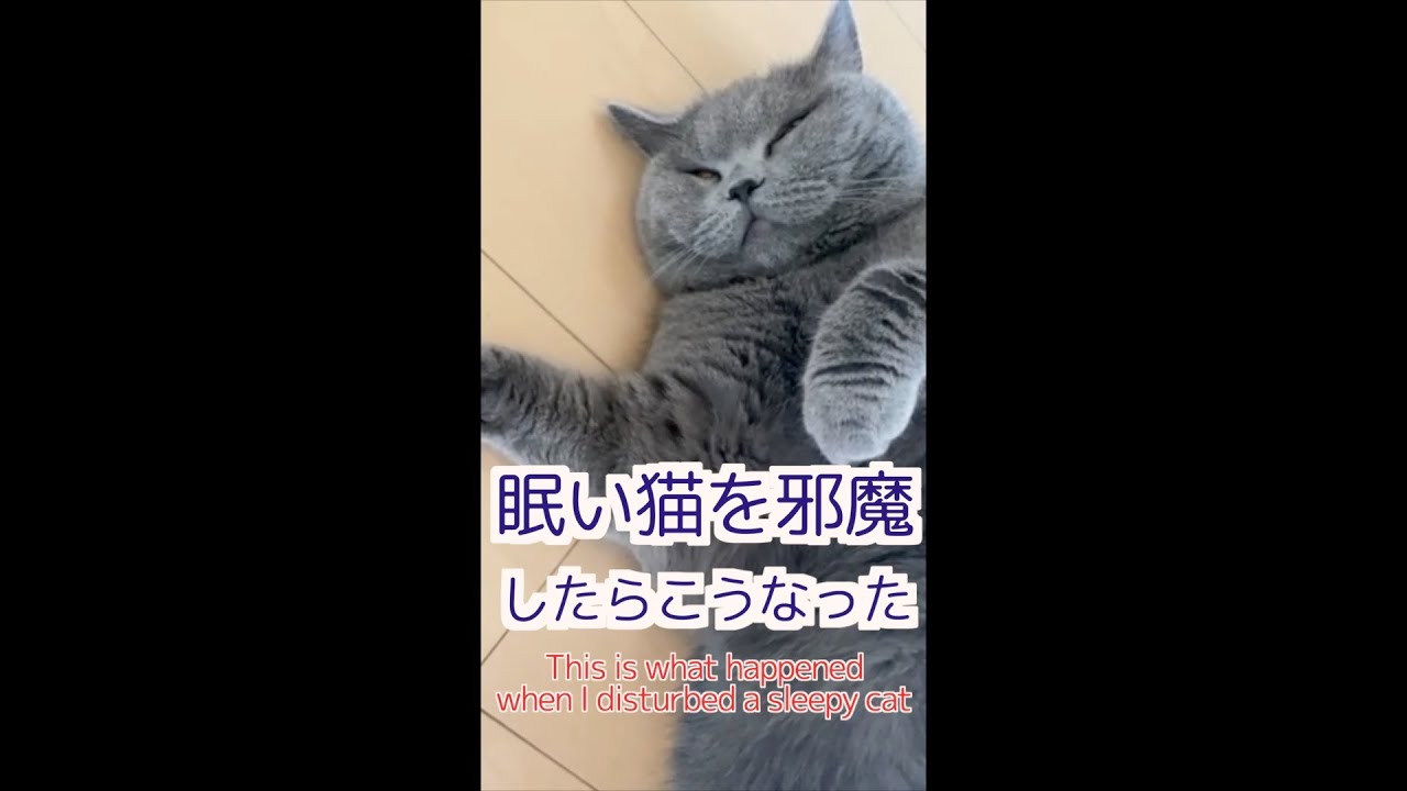 猫の睡眠を邪魔したらこうなった！【ブリティッシュショートヘア】