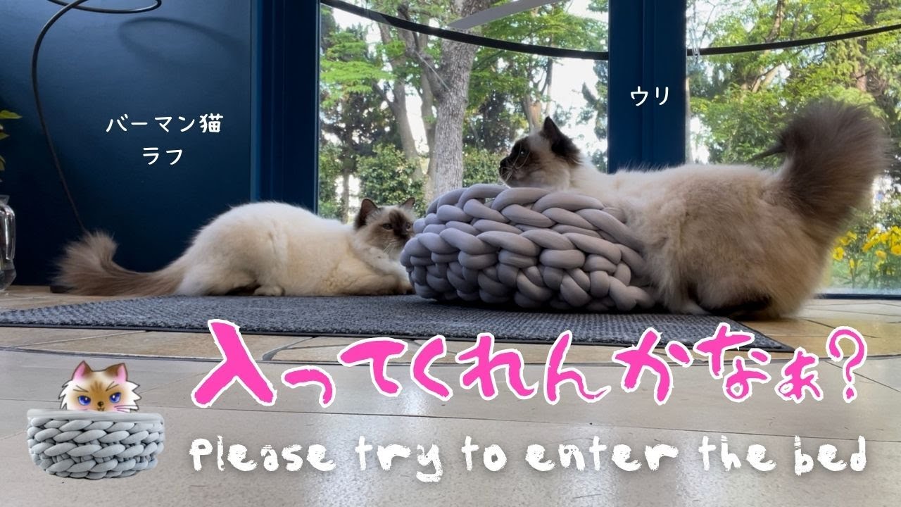 バーマン猫たちと新しいニットベッド【入ってくれんかなぁ？】Please try to enter the bed（バーマン猫）Birman/Cat