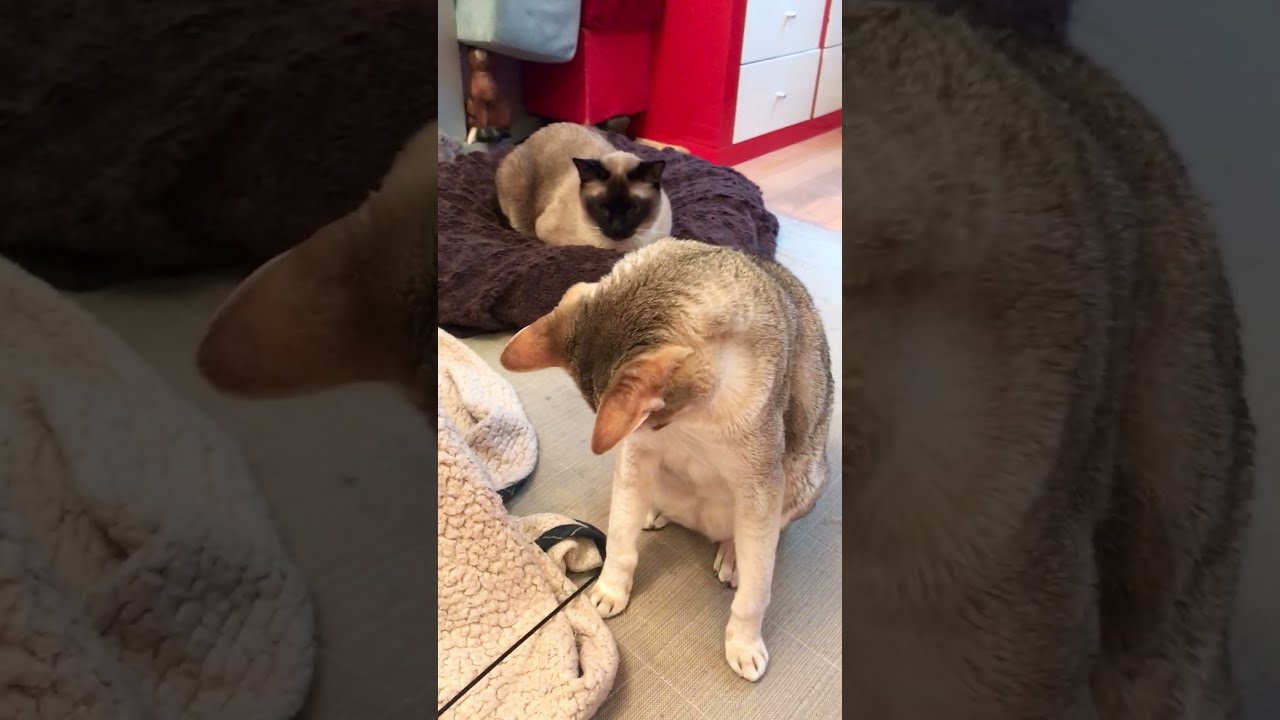 棒に興味津々なシンガプーラとたぬき猫なのにゃ♪