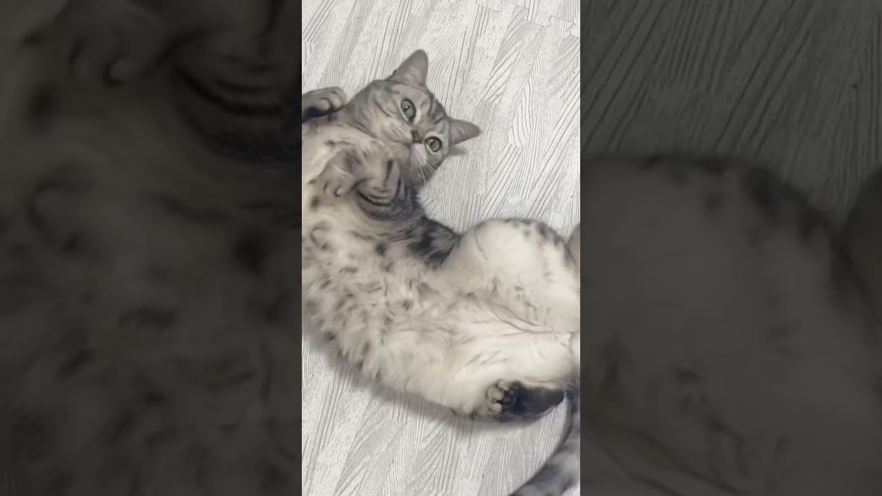 早く撫でてよ！ #shorts