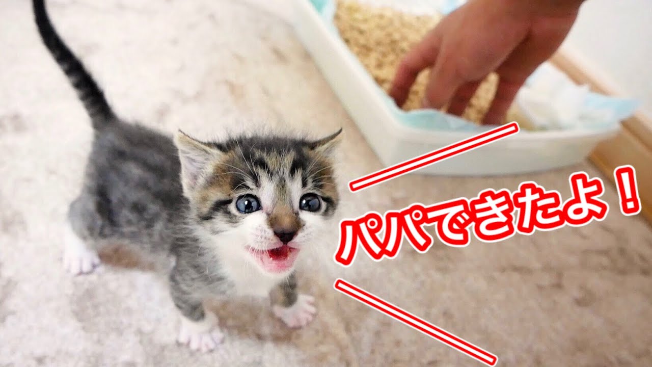 トイレできたよ！と報告する生後２５日目の子猫が可愛すぎた【保護猫】