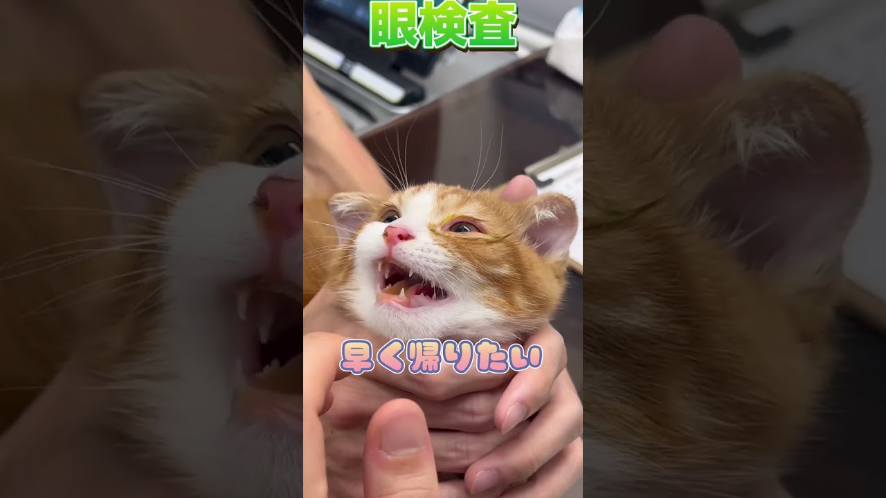 左目が開きづらいマンチカンが動物病院にやって来た！