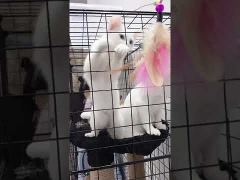 必死な子猫ちゃん #shorts #猫 #kitten