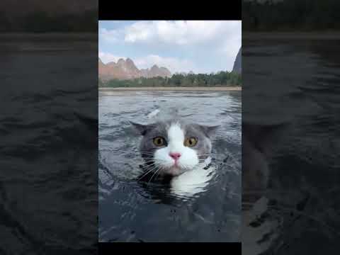 swimming cat