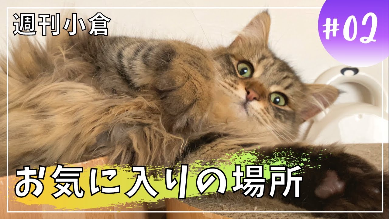 【週刊小倉２】お気に入りの場所でまったり昼下がり【サイベリアン・子猫】