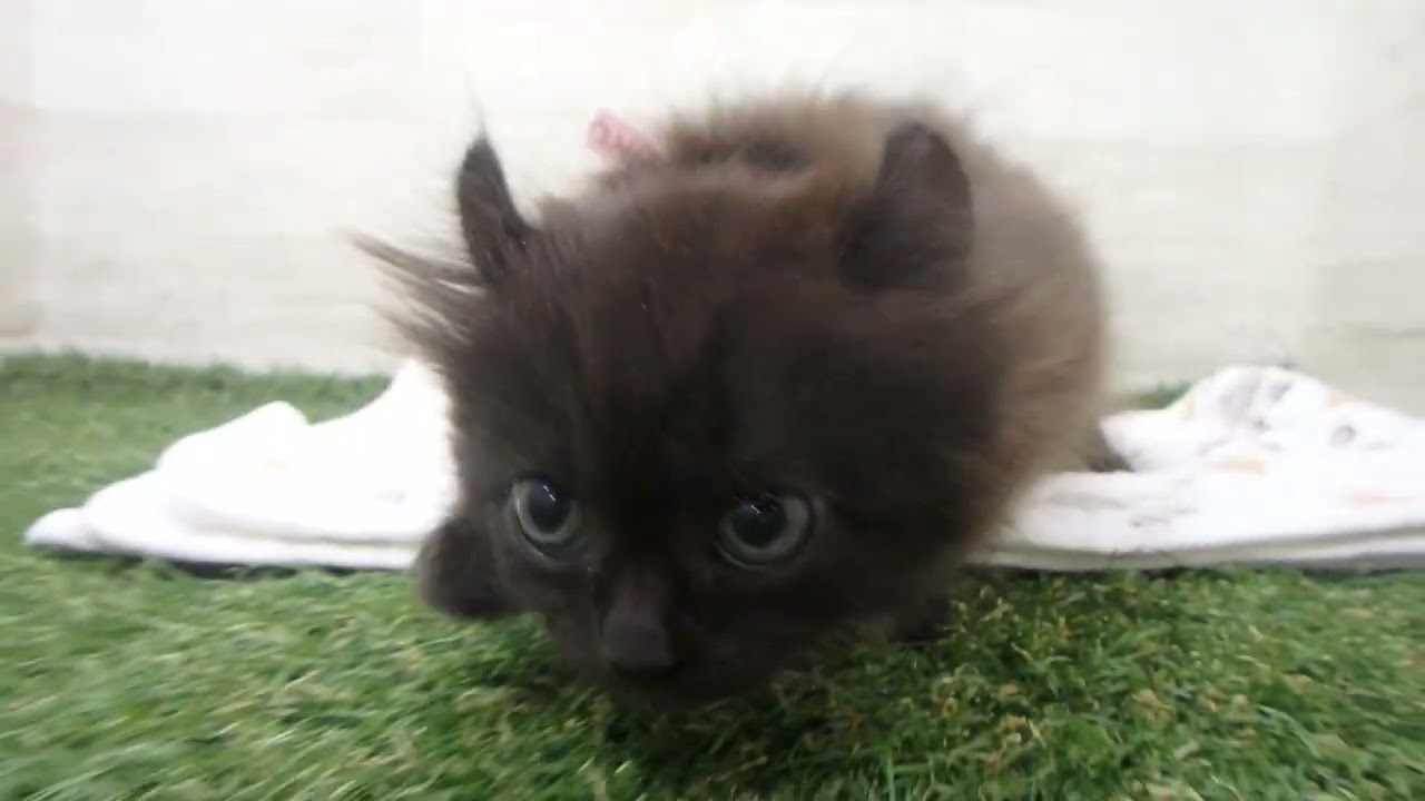 00622627 アメリカンカール