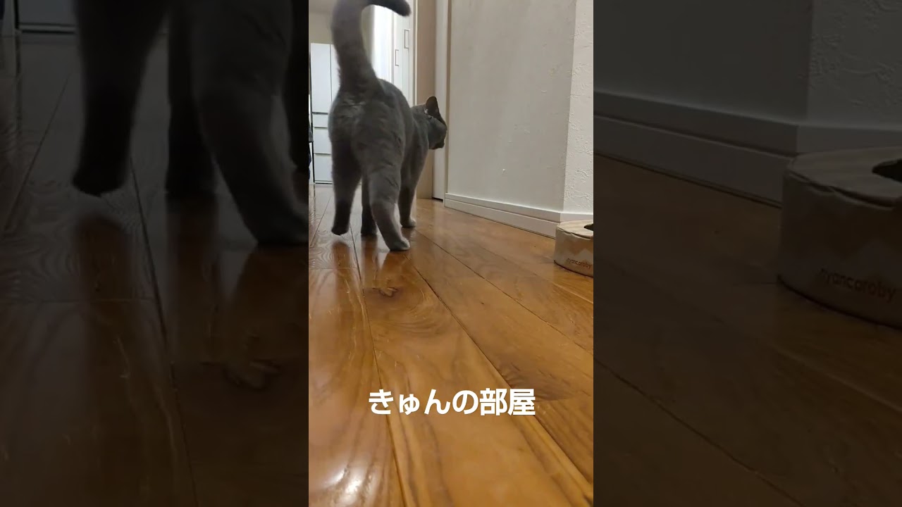荒れる猫#猫#ブリティッシュショートヘア#shorts